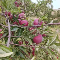 سیب خوبیه
