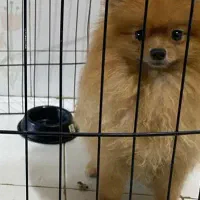 پامرین خرسی|سگ|کرج, شهرک دریا|دیوار