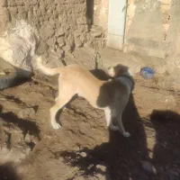 سگ گله|سگ|سبزوار, شرق کال میانی|دیوار