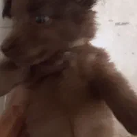 سگ آپارتمانی|سگ|نیشابور, کشتارگاه|دیوار