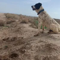 سگ گله|سگ|میان جلگه, |دیوار