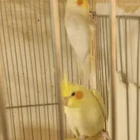 عروس جفت لوتینو نر سفید ماده زرده و یه نر اهوی|پرنده|ماکو, |دیوار