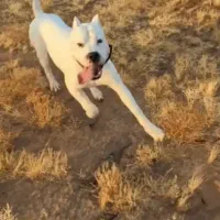 واگذاری دو قلاده سگ نرو ماده (داگو آرژانتینو)|سگ|خرمآباد, |دیوار