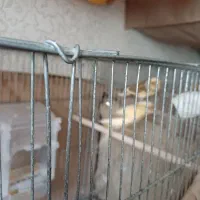 نروماده|پرنده|رشت, نامجو|دیوار