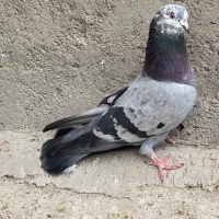 کبوتر بالی قره کله ماستی