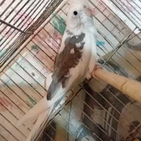 عروس هلندی دوکت نر|پرنده|سبزوار, کهنه آب|دیوار