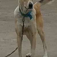 سگ نگهبان