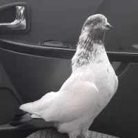 کبوتر کاشانی ماده