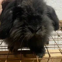 واگذاری خرگوش