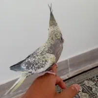 عروس هلندی فروش فوری