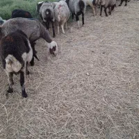 میش چاق کشتنی  و بره،،بز شیر