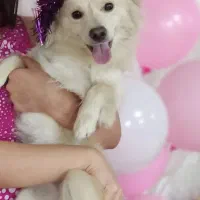 پامراشپیتز ۳ساله تربیت شده