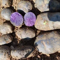 سیب زمینی بنفش یا دابل فان