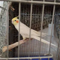 عروس هلندی لوتینو سخنگو|پرنده|ماهان, |دیوار