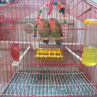 طوطی برزیلی مولد