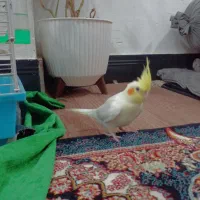 عروس هلندی نژاد لوتینو|پرنده|سورک, |دیوار