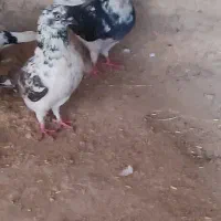 کبوتر