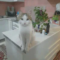 گربه نر dsh|گربه|رودهن, |دیوار