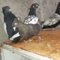 کفتر سینه ارزون