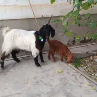 بز بزغاله دار . گوسفند.