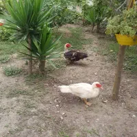 اردک اسرائیلی نر و ماده