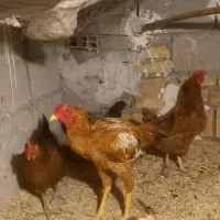 خروس لاری و مرغ محلی