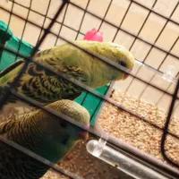 یک جفت مرغ عشق جوان|پرنده|باقرشهر, |دیوار