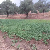 اجاره دوهکتار زمین کشاورزی آبی