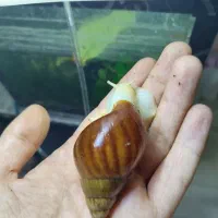 پ حلزون در منزل +۲۰درآمد