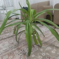 گل زیبا