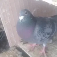 دوبر|پرنده|کوراییم, |دیوار