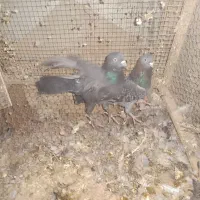 کبوتر|پرنده|شهرکرد, |دیوار