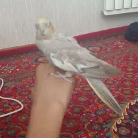 عروس هلندی ماده|پرنده|کرمانشاه, |دیوار