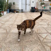 واگذاری گربه حامله
