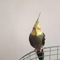 یک جفت عروس هلندی|پرنده|خرمدره, |دیوار