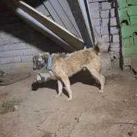 سگ نگهبان وسگ ژرمن|سگ|تهران, شهرک آزادی|دیوار