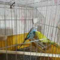 یه جفت مرغ عشق معاوضه با عروس هلندی|پرنده|تهران, خاک سفید|دیوار