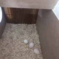 عروس هلندی کوتوله جفت رو تخم جوجه معاوضه باگرینچیک|پرنده|مشهد, مهدی آباد (بلوار توس)|دیوار