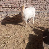 یک عدد نری سانت بفروش می‌رسد