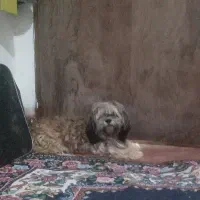 شیتسو سوپر فلت