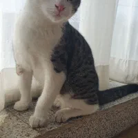 واگذاری گربه زیبا و بازی گوش|گربه|گرگان, |دیوار