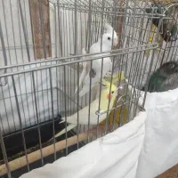 عروس هلندی|پرنده|سیرجان, |دیوار