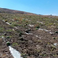 فروش زمین کشاورزی با اب