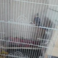 عروس هلندی|پرنده|شیراز, گلشن|دیوار