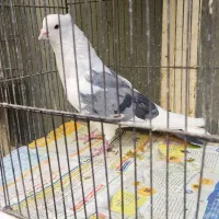 کفتر کفتر بازی پرشی عتیقه