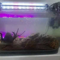 آکواریوم شیشه خم