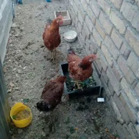 جوجه مرغ طاقچه سالم، فروشی مرغ وخروس|پرنده|مشهد, نوید|دیوار