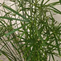 نخل|گل و گیاه طبیعی|اردبیل, |دیوار