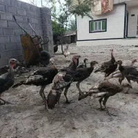 جوجه بوقلمون