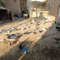 تعدای کبوتر دوری در گتوند اول تمیز بخون